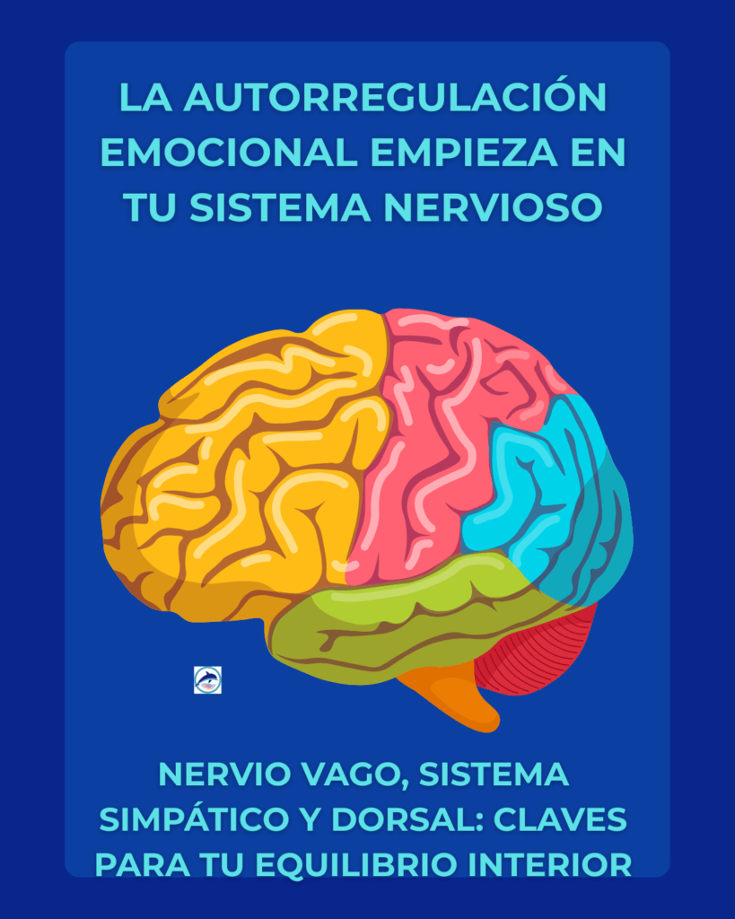 La autorregulación emocional comienza en el cerebro, donde el sistema nervioso regula nuestras respuestas al estrés a través del nervio vago, el sistema simpático y el dorsal.